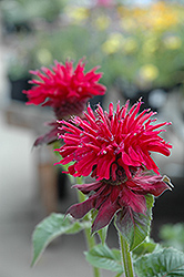 Fireball Beebalm (Monarda didyma 'Fireball') at The Mustard Seed