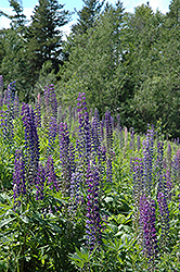 Wild Lupine (Lupinus perennis) at The Mustard Seed