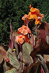 Tropicanna Canna (Canna 'Phasion') at The Mustard Seed