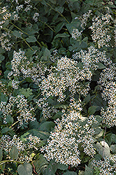White Big Leaf Aster (Eurybia macrophylla 'Albus') at The Mustard Seed