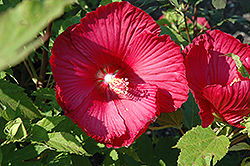 James Fleming Hibiscus (Hibiscus moscheutos 'James Fleming') at The Mustard Seed
