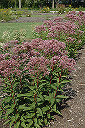 Baby Joe Dwarf Joe Pye Weed (Eupatorium dubium 'Baby Joe') at The Mustard Seed