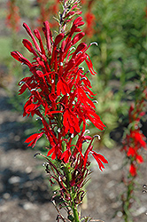 Cardinal Flower (Lobelia cardinalis) at The Mustard Seed