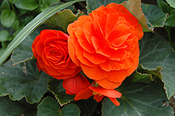 Nonstop Golden Orange Begonia (Begonia 'Nonstop Golden Orange') at The Mustard Seed