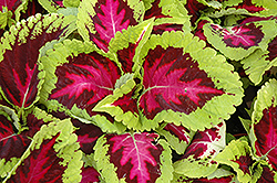Kong Rose Coleus (Solenostemon scutellarioides 'Kong Rose') at The Mustard Seed