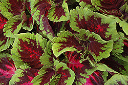 Kong Red Coleus (Solenostemon scutellarioides 'Kong Red') at The Mustard Seed