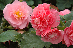 Nonstop Pink Begonia (Begonia 'Nonstop Pink') at The Mustard Seed