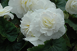 Nonstop White Begonia (Begonia 'Nonstop White') at The Mustard Seed