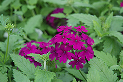 Superbena Purple Verbena (Verbena 'Superbena Purple') at The Mustard Seed