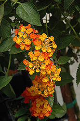Spreading Sunset Lantana (Lantana 'Monet') at The Mustard Seed