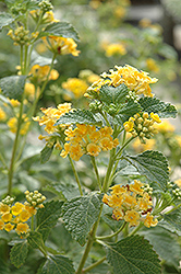 Sunburst Lantana (Lantana 'Sunburst') at The Mustard Seed