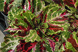 Kong Mosaic Coleus (Solenostemon scutellarioides 'Kong Mosaic') at The Mustard Seed