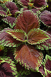 Kong Scarlet Coleus (Solenostemon scutellarioides 'Kong Scarlet') at The Mustard Seed