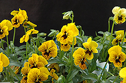 Angel Tiger Eye Pansy (Viola 'Angel Tiger Eye') at The Mustard Seed