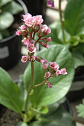 Red Beauty Bergenia (Bergenia cordifolia 'Red Beauty') at The Mustard Seed