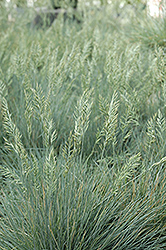 Elijah Blue Fescue (Festuca glauca 'Elijah Blue') at The Mustard Seed