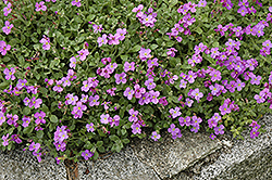 Purple Rock Cress (Aubrieta deltoidea) at The Mustard Seed