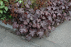 Stormy Seas Coral Bells (Heuchera 'Stormy Seas') at The Mustard Seed