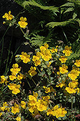 Yellow Monkey Flower (Mimulus guttatus) at The Mustard Seed