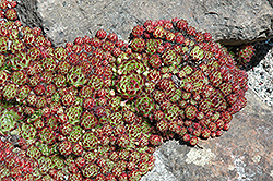 Hens And Chicks (Sempervivum montanum 'var. striacum') at The Mustard Seed