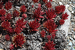 Royal Ruby Hens And Chicks (Sempervivum 'Royal Ruby') at The Mustard Seed