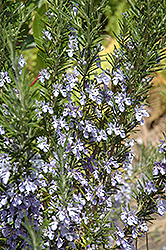 Rosemary (Rosmarinus officinalis) at The Mustard Seed
