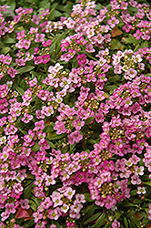 Easter Bonnet Deep Pink Alyssum (Lobularia maritima 'Easter Bonnet Deep Pink') at The Mustard Seed