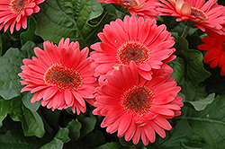 Coral Gerbera Daisy (Gerbera 'Coral') at The Mustard Seed