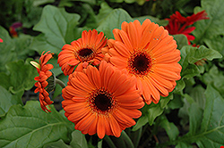 Orange Gerbera Daisy (Gerbera 'Orange') at The Mustard Seed