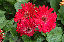 Fuchsia Gerbera Daisy (Gerbera 'Fuchsia') at The Mustard Seed