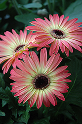 Pink and Yellow Gerbera Daisy (Gerbera 'Pink and Yellow') at The Mustard Seed