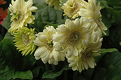 Cream Gerbera Daisy (Gerbera 'Cream') at The Mustard Seed
