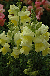 Snapshot Yellow Snapdragon (Antirrhinum majus 'PAS409666') at The Mustard Seed