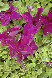 Ultra Blue Petunia (Petunia 'Ultra Blue') at The Mustard Seed