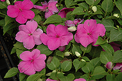 Super Elfin Lilac Impatiens (Impatiens walleriana 'Super Elfin Lilac') at The Mustard Seed