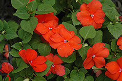 Super Elfin Bright Orange Impatiens (Impatiens walleriana 'Super Elfin Bright Orange') at The Mustard Seed