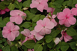 Super Elfin Deep Pink Impatiens (Impatiens walleriana 'Super Elfin Deep Pink') at The Mustard Seed