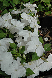 Super Elfin White Impatiens (Impatiens walleriana 'Super Elfin White') at The Mustard Seed