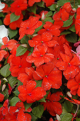 Super Elfin Scarlet Impatiens (Impatiens walleriana 'Super Elfin Scarlet') at The Mustard Seed