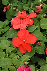 Super Elfin Salmon Impatiens (Impatiens walleriana 'Super Elfin Salmon') at The Mustard Seed