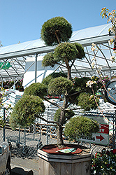 Scotch Pine (pom pom) (Pinus sylvestris '(pom pom)') at The Mustard Seed