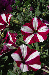 Easy Wave Burgundy Star Petunia (Petunia 'Easy Wave Burgundy Star') at The Mustard Seed