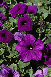 Wave Blue Petunia (Petunia 'Wave Blue') at The Mustard Seed
