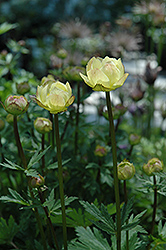 Alabaster Globeflower (Trollius x cultorum 'Alabaster') at The Mustard Seed