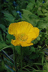 Garden Gnome Poppy (Papaver nudicaule 'Garden Gnome') at The Mustard Seed