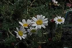 Silver Kisses Mount Atlas Daisy (Anacyclus pyrethrum 'Silberkissen') at The Mustard Seed