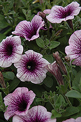 Supertunia Mini Blue Vein Petunia (Petunia 'Supertunia Mini Blue Vein') at The Mustard Seed