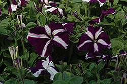 Ultra Blue Star Petunia (Petunia 'Ultra Blue Star') at The Mustard Seed