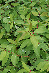 Cinderella Honeyberry (Lonicera caerulea 'Cinderella') at The Mustard Seed
