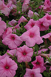 Supertunia Cotton Candy Petunia (Petunia 'Supertunia Cotton Candy') at The Mustard Seed